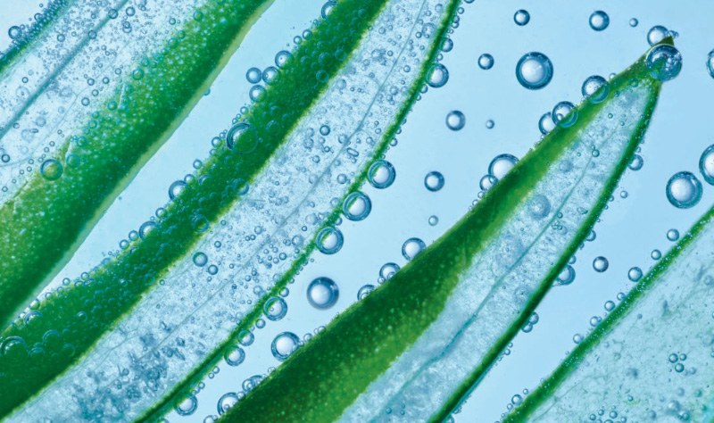 PlantaEdulisGamaHydraVegetal_bloco2