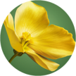 Óleo de Camelina Bio | Yves Rocher Portugal