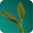 Sementes Germinadas Bio + Bioflavonoides