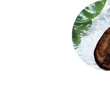 Grãos de Café | Yves Rocher Portugal