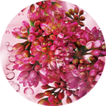 Sedum Bio | Yves Rocher Portugal