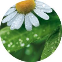 Lúcia-Lima & Flor de Camomila