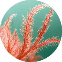 Macroalga Bio  | Yves Rocher Portugal