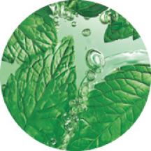 Pure Menthe | Yves Rocher Portugal