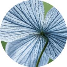 Linho Bio | Yves Rocher Portugal