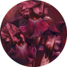 Eau de Parfum Pleines Natures Bouquet Ambré | Yves Rocher Portugal