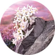 Eau de Parfum Pleines Natures Sur La Lande | Yves Rocher Portugal