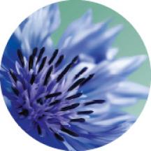 Água Centáurea Bio | Yves Rocher Portugal 