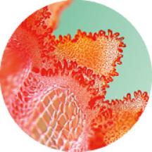 Microalga Vermelha | Yves Rocher Portugal 