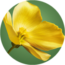 Óleo de Camelina Bio | Yves Rocher Portugal