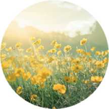 Eau de Toilette Pétillante - Limão & Bagas Rosa | Yves Rocher Portugal