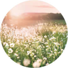 Eau de Toilette Poudrée - Magnólia & Bergamota | Yves Rocher Portugal 