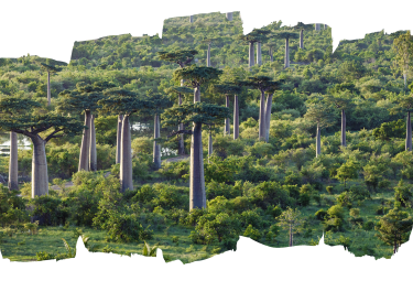 Foresta amazzonica - Yves Rocher Fondation