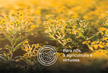 imagem campo amarelo agricultura