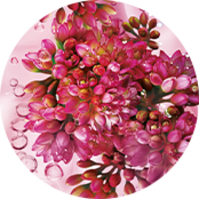 Sedum Bio | Yves Rocher Portugal