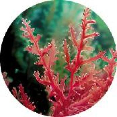 Macro-Alga | Yves Rocher Portugal