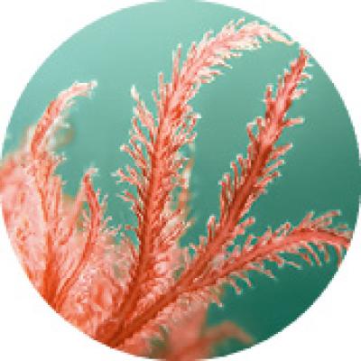 Macroalga Bio  | Yves Rocher Portugal
