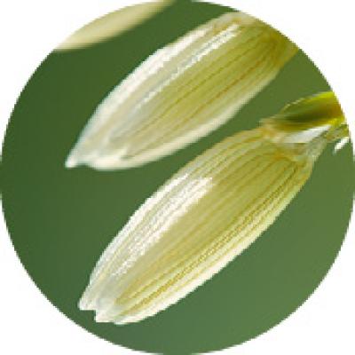 Peptídeos de Arroz | Yves Rocher Portugal