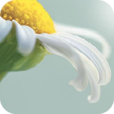 Hidrolato de Camomila Bio | Yves Rocher Portugal 