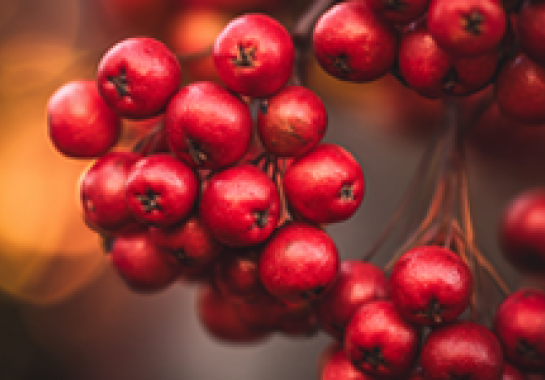 triple-slider-bacche-dinvern