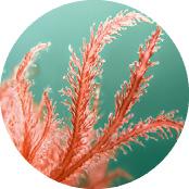 Macroalga Bio  | Yves Rocher Portugal