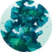 Pure Algue | Yves Rocher Portugal