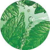 Pure Menthe | Yves Rocher Portugal