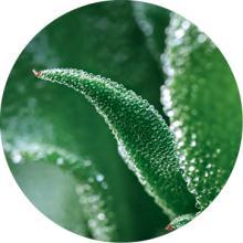 Erva-do-Orvalho | Yves Rocher Portugal