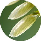 Peptídeos de Arroz | Yves Rocher Portugal