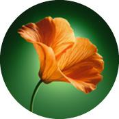 Capuchinha | Yves Rocher Portugal