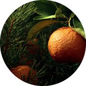 Tangerina & Agulhas de Pinheiro