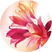 Eau de Parfum Plein Soleil | Yves Rocher Portugal