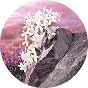 Eau de Parfum Pleines Natures Sur La Lande | Yves Rocher Portugal