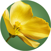 Óleo de Camelina Bio | Yves Rocher Portugal